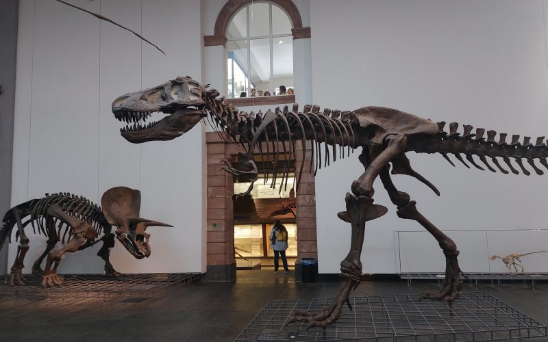 Mit dem Rolli ins Senckenberg Museum – von Millionen Jahren alten Dino-Knochen, einem T-Rex und einer hungrigen Anakonda